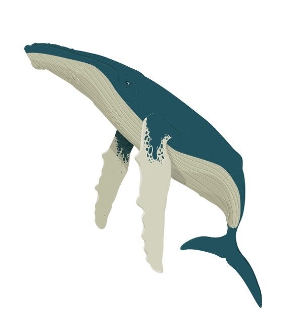 Whale Illustration #vector #humpback #whale #illustration #blue