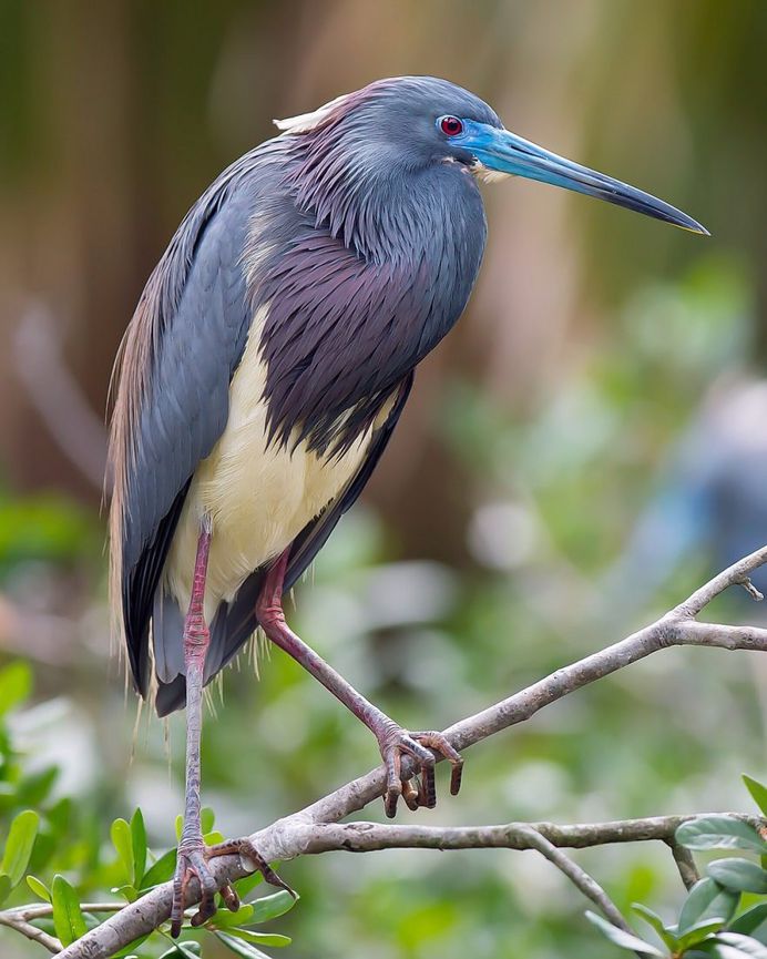 #birdsofinstagram: Fantastic Bird Photography by Jeffrey P Karnes