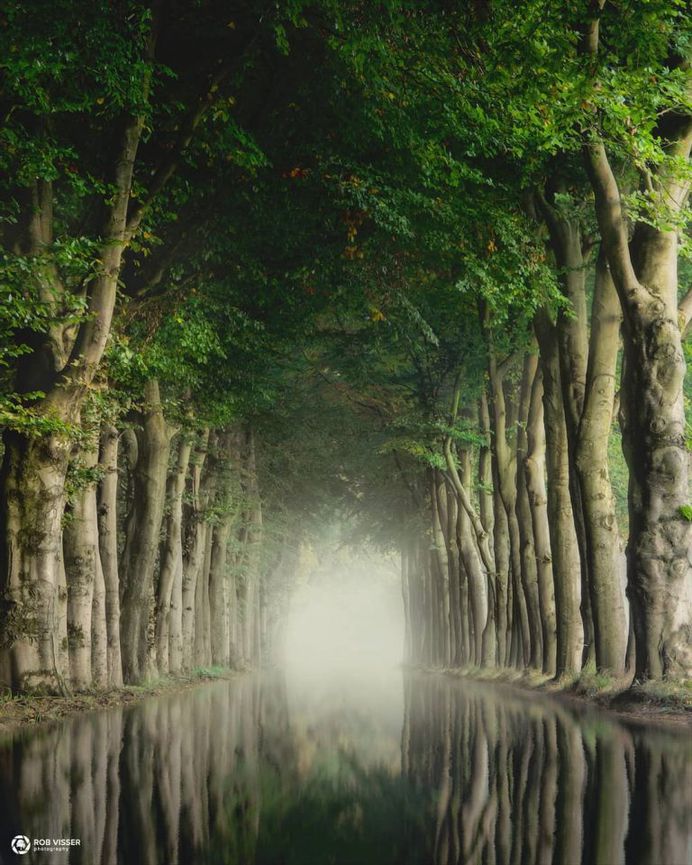 Mystical and Fine Art Forest Photography by Rob Visser