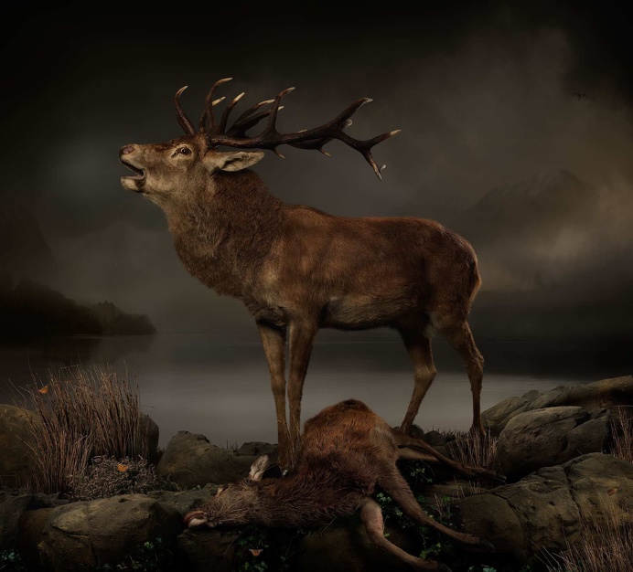 Incredible Animal Photography by Joseph McGlennon