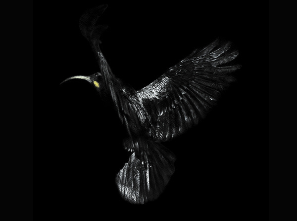 Ghosts of Gone Birds on Behance #charcoal #bird