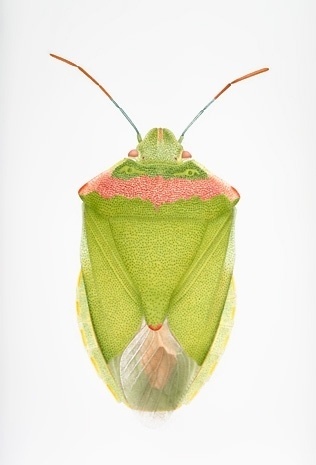 Cornelia Hesse-Honegger #cornelia #bug #insect #nuclear #honegger #hesse
