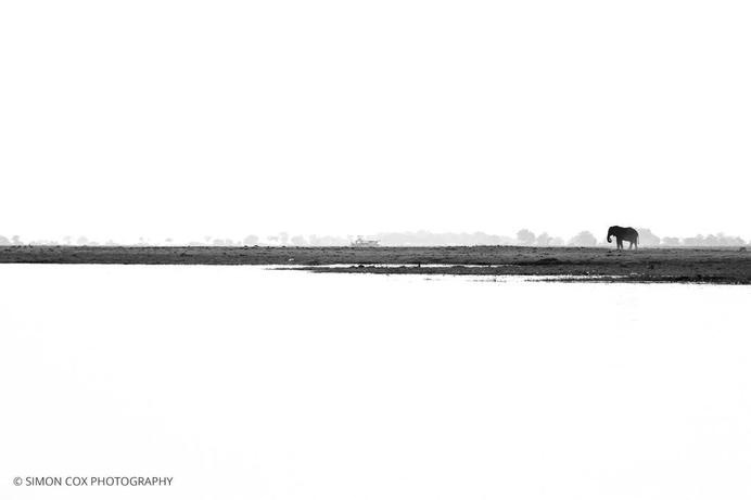 One elephant #landscape #photography #elephant