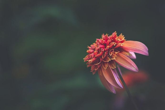 Beautiful Close-Up Flowers Pictures by Lisa Briand