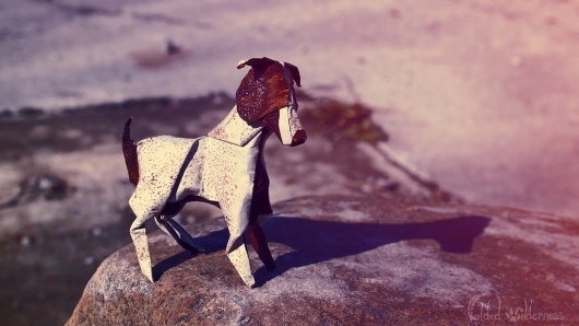 Jack Russel Terrier by *FoldedWilderness #wilderness #folded