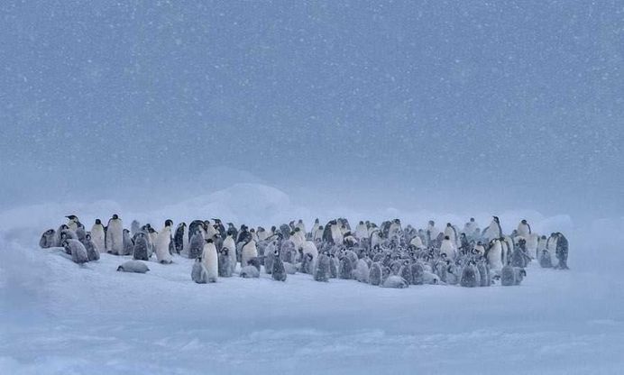 Franka Slothouber Captures The Emperor Penguin Colony in Antarctica