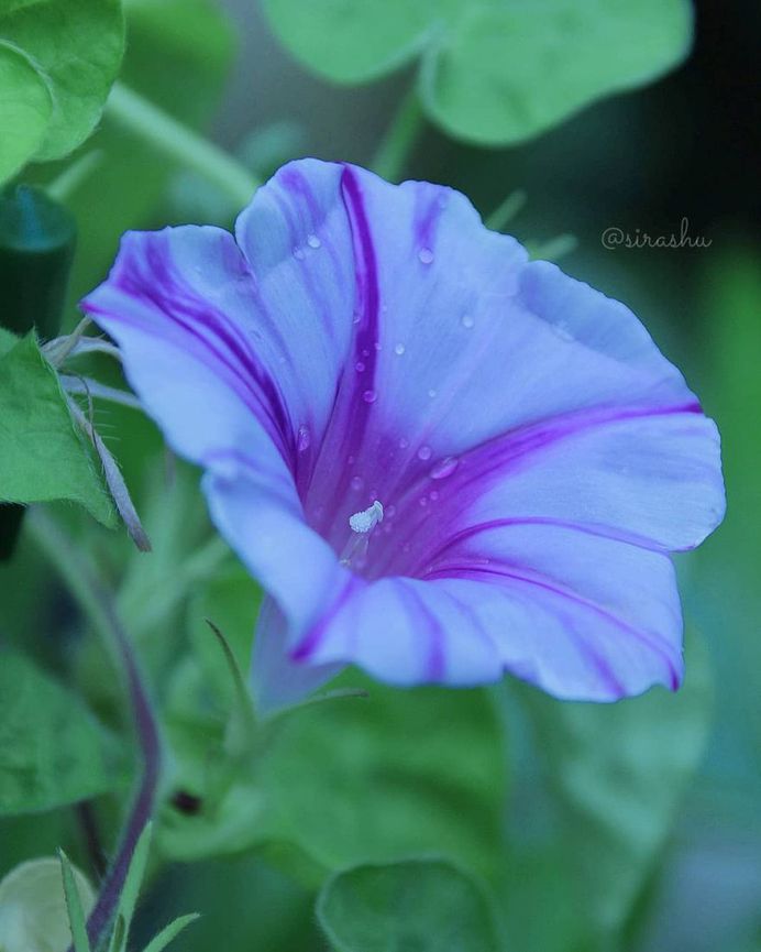 Beautiful Flowers Photography by Miyagawa Sirashu