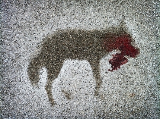 Charlie Down | Flickr - Photo Sharing! #coyote #photography #roadkill