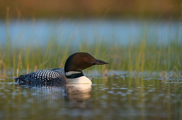 Common Loon