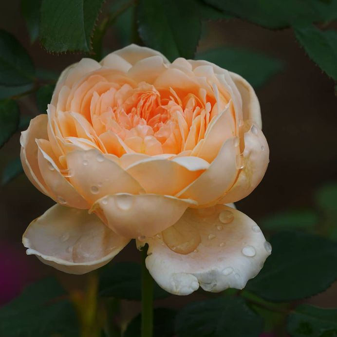 #ig_flowers: Beautiful Flowers Photography by Yasushi Kawakami
