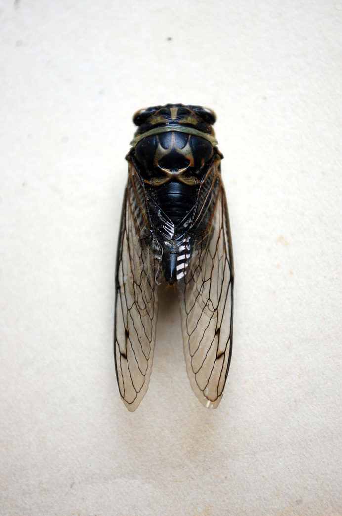 real life fairy #wings #insect #specimen #cicada