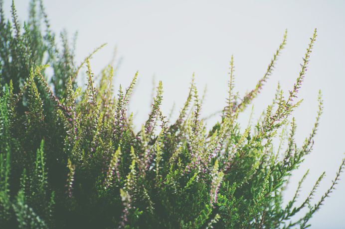 heather6.jpg #plants #photography #studio #heather #foiliage #flowers