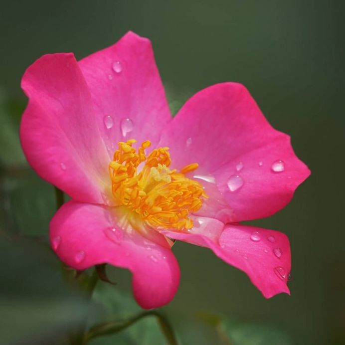 #ig_flowers: Beautiful Flowers Photography by Yasushi Kawakami