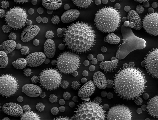 Misc_pollen.jpg (JPEG Image, 1228 × 935 pixels) #pollen #electron #scan #microscope