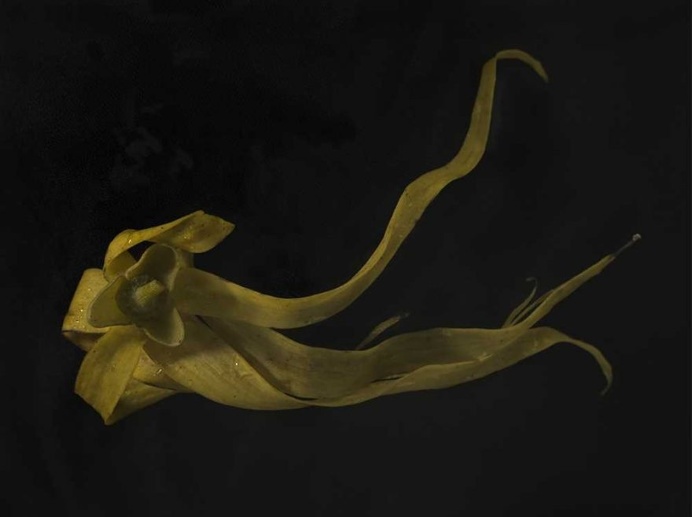 Spectacular Still Life Photography by Fiona Pardington