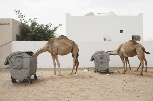camels #nature #garbage #camels #trash