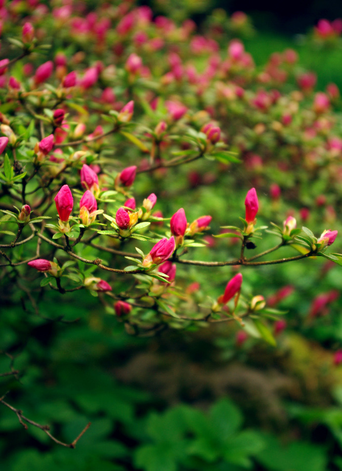 Pink flowers