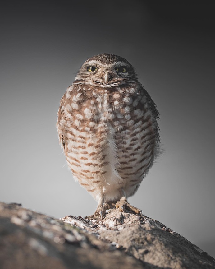 Magical Pictures of Owls: Bird Photography by Daniel J Nevares