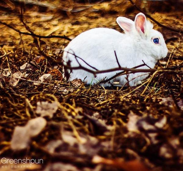 Animal Photography by Alex Greenshpun #inspiration #photography #animal