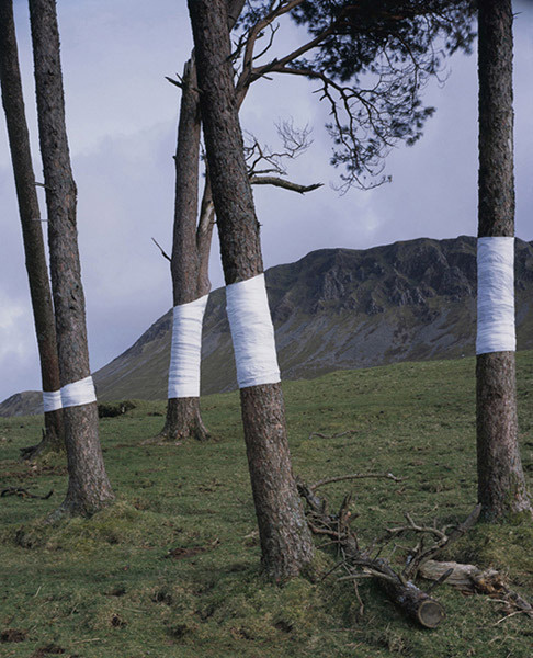 tree, line installation #photography #lines #tree #installation