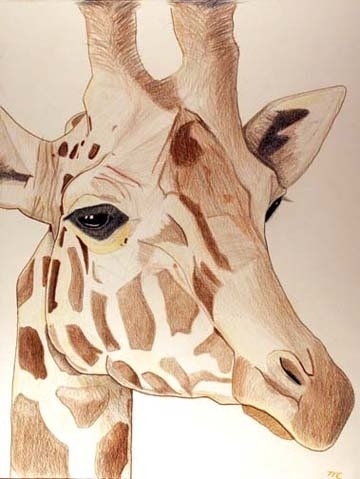Campbell1.jpg (JPEG Image, 360x479 pixels) #illustration #giraffe