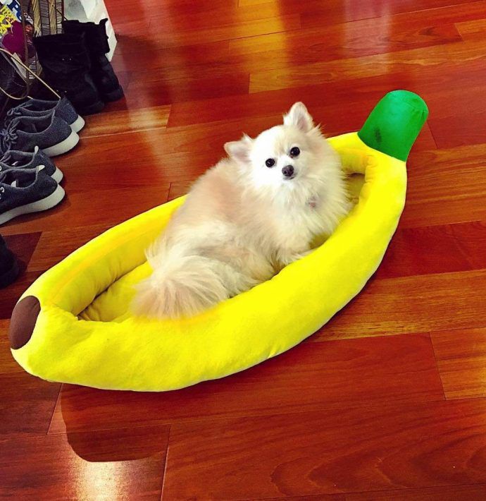 Most Dog Friendly Stores in America - Banana Republic