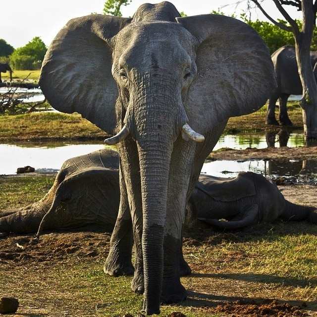 mourning #ivory #natgeo #africa #elephant #death