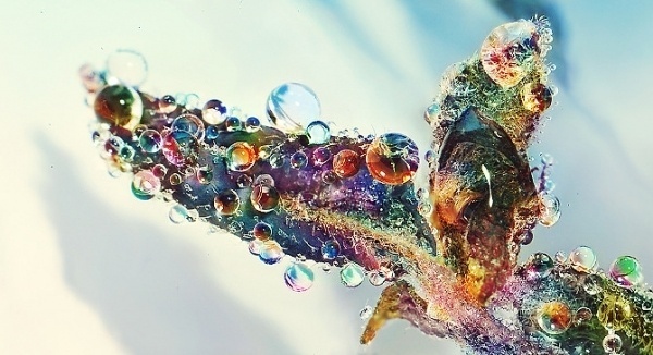 Strange Fruit - Nam Nguyens #drop #colorful #macro #water