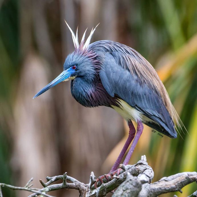 #your_best_birds: Creative Bird Photography by Bill Hoag