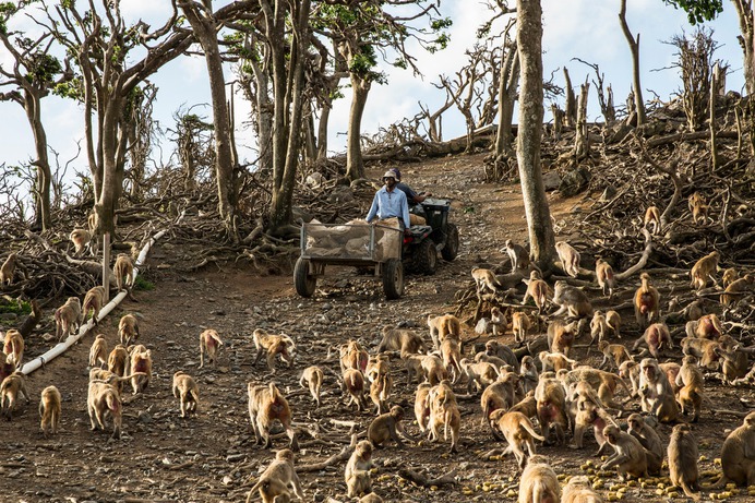 Primal Fear: Can Monkeys Help Unlock the Secrets of Trauma? - The New York Times