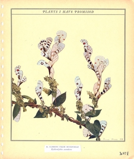 Collages by Alexis Anne Mackenzie #collage #floral #art