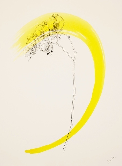 Lines of Beauty by Venetia Norris #illustration #yellow #drawing