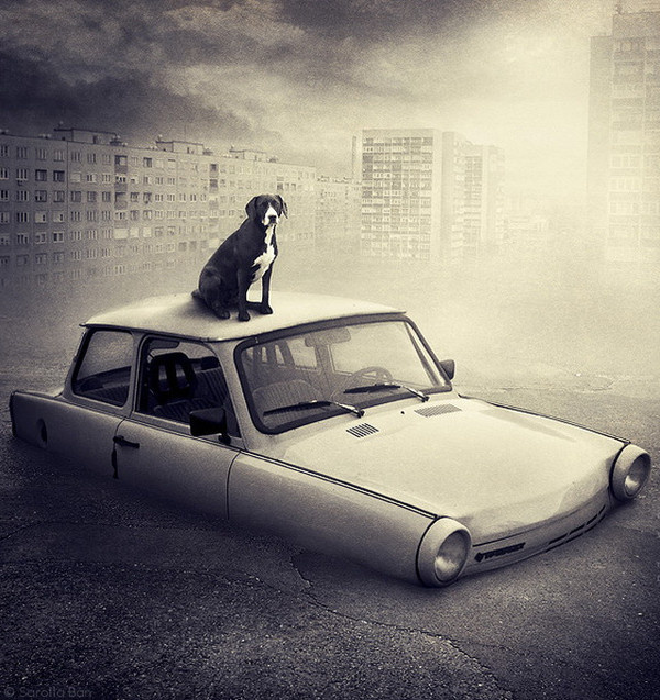 Help Dogs With Images by Sarolta Ban #inspiration #surreal #photography