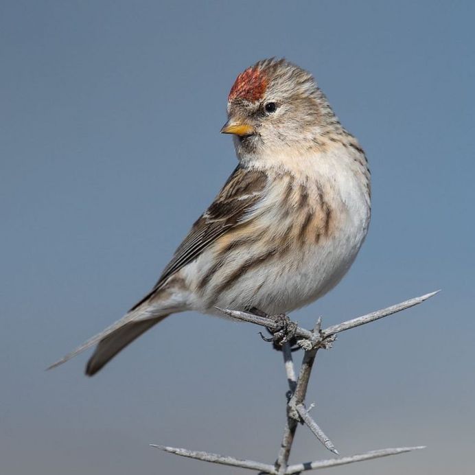 #eye_spy_birds: Stunning Birds Photography by Mike Ashbee