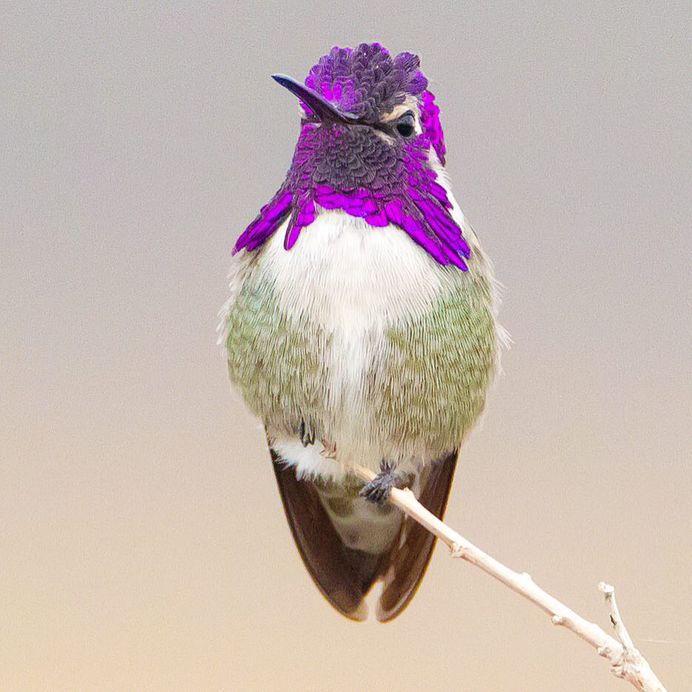#kings_birds: Stunning Bird Photography by Ben Knoot