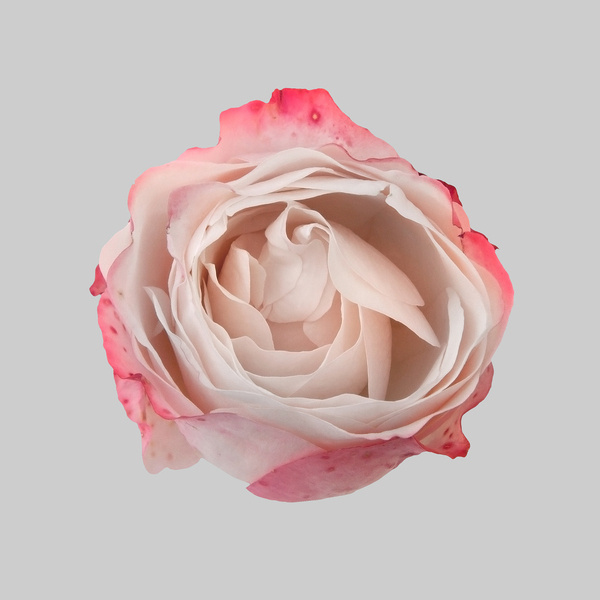 04_LR #pink #circle #flower #rose