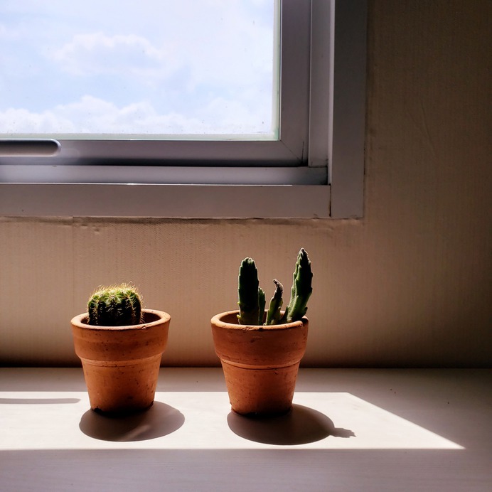 Two cactuses bathing in sunlight next to a window.