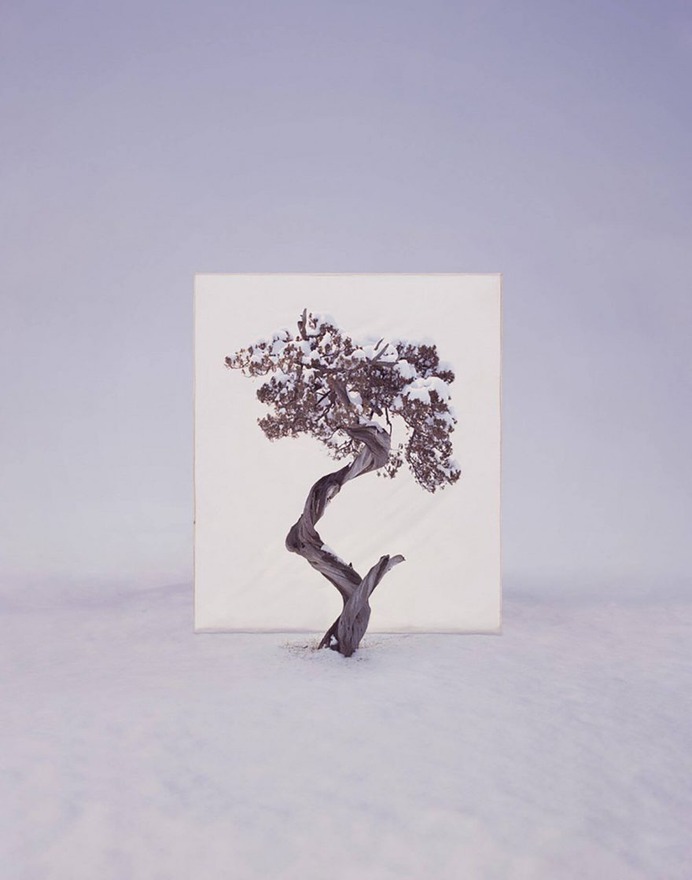 Framed Trees in South Korea by Myoung Ho Lee