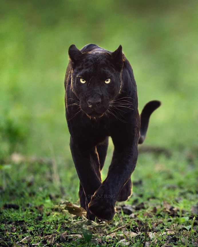Unforgettable Portraits of Wild Animals by Shaaz Jung