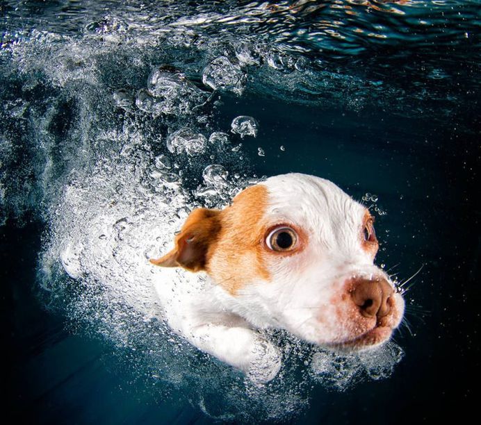 Uderwater Dogs: Creative and Playful Photography by Seth Casteel