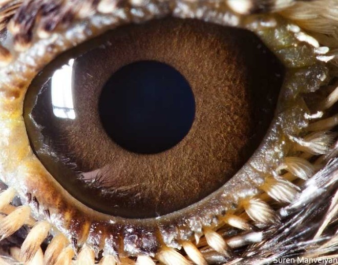 Animal Eyes by Suren Manvelyan #inspiration #photography #macro
