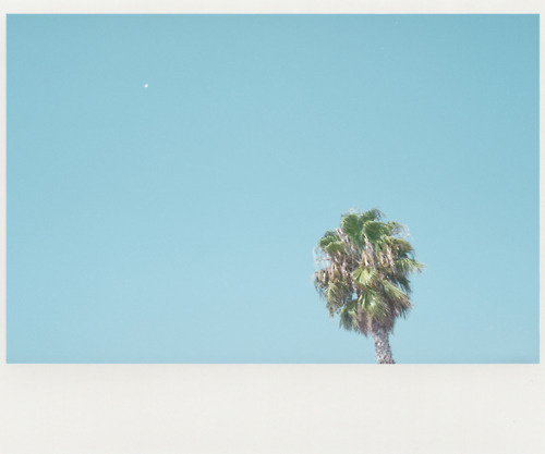 Jef Claes / heat #palm #jef #heat #claes #blue