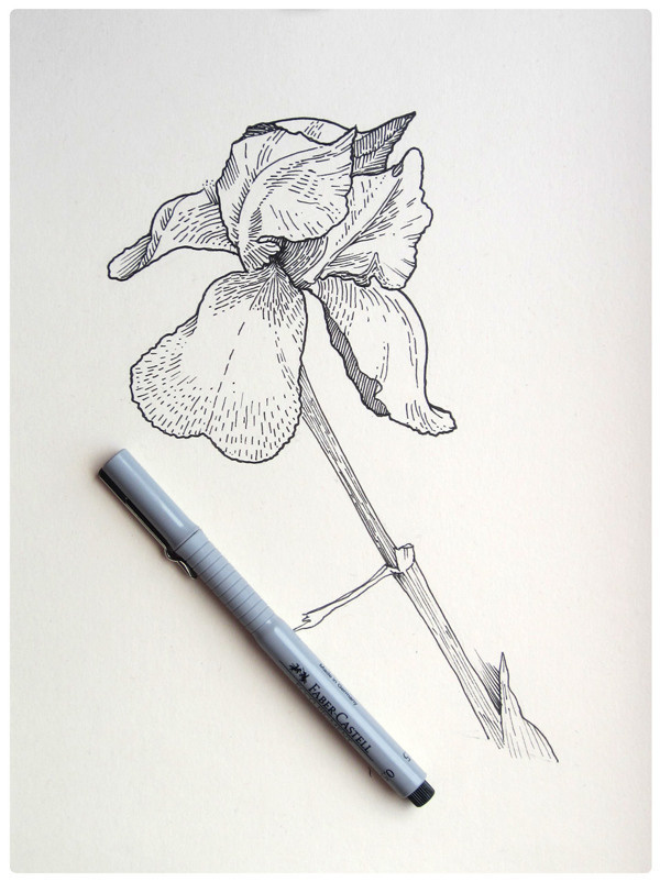botany sketches on Behance #flower