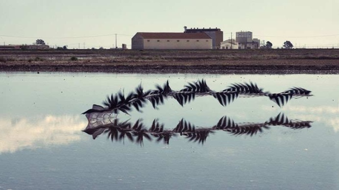 Xavi Bou Captures The Flight Patterns of Birds