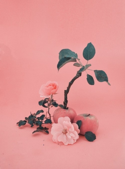 domsebastian: DOM SEBASTIAN #still #life