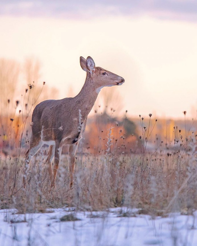 Breathtaking Portraits of Wild Animals by Kevin Biskaborn