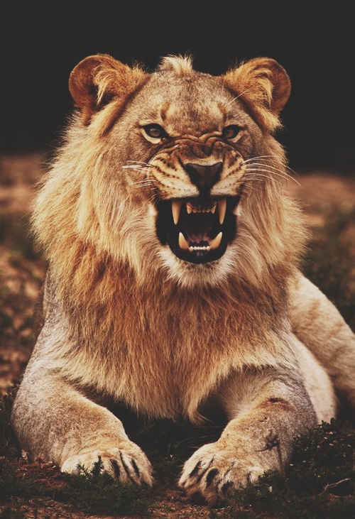 Disimba #lion