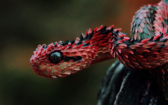 Strange Snake
