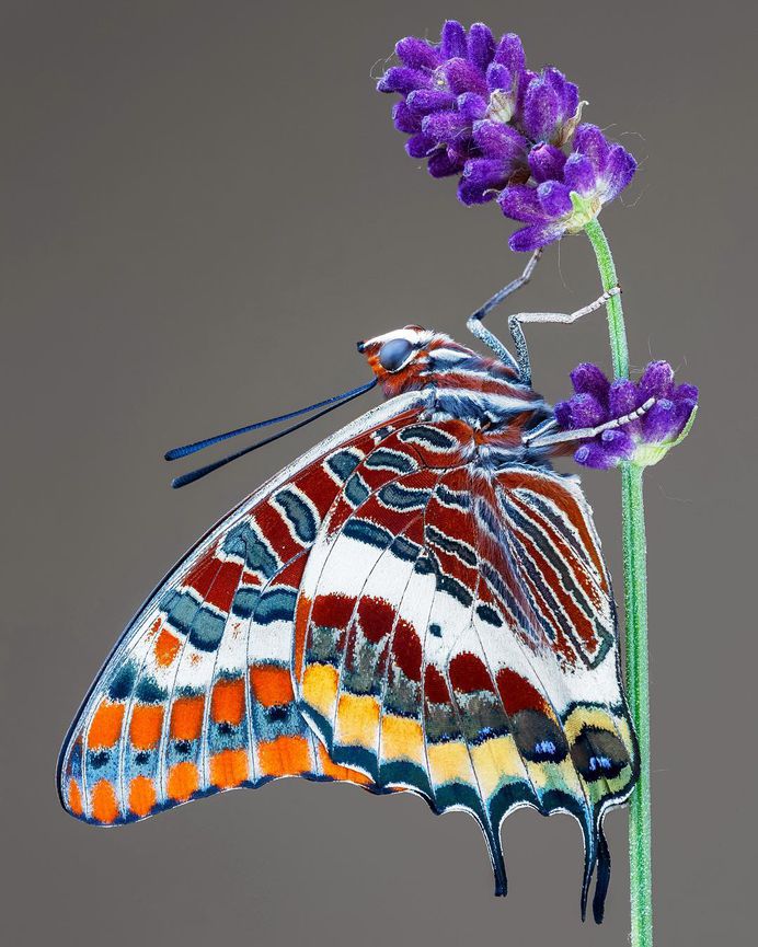 Pictures of Flowers And Butterflies by Adam Gor