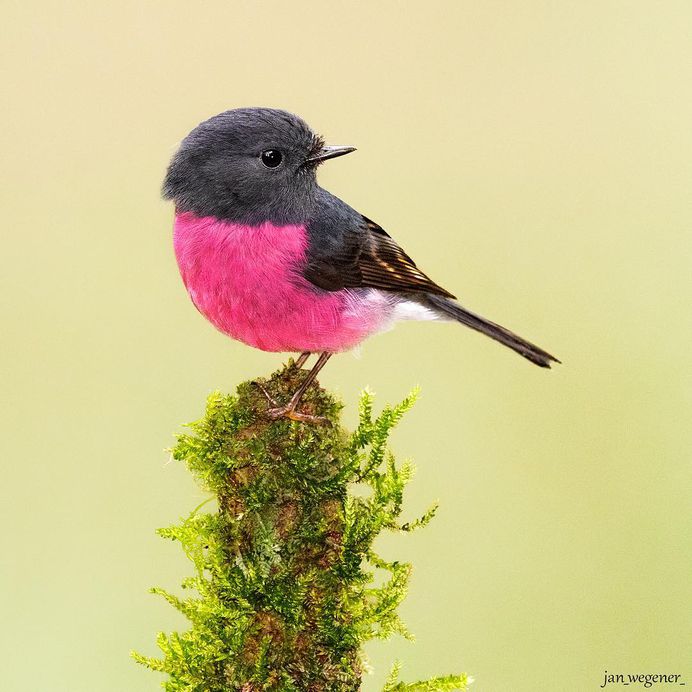 #birdsofaustralia: Adorable Bird Photography by Jan Wegener